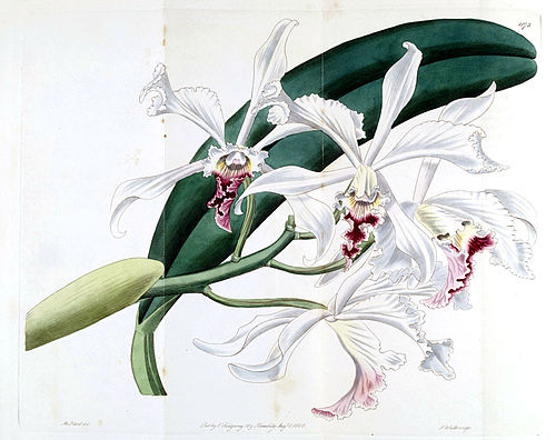 Cattleya crispa